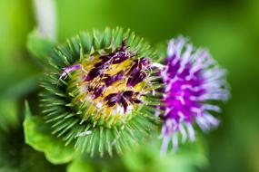 Thistle Flower Thorns