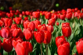 Tulip Red and Green field