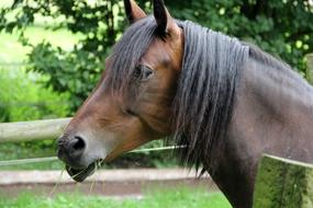 head of Brown Horse eating grass