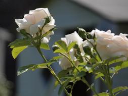 Rose Garden Fragrant Flower