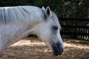 white horse walking in the zoo