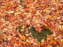 fall foliage landscape with a heart