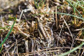 Grille Grass Insect close-up on blurred background