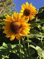 sunflowers in the field are beautiful