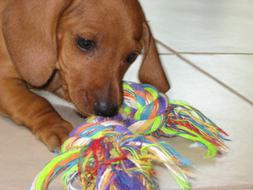 puppy playing with its toy