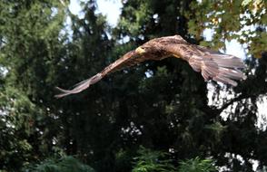 flying eagle near the green tree