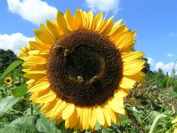 Sunflower Nature Yellow
