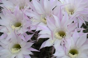 Flower Nature Garden