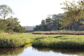 Tomoka Marsh Water Aquatic