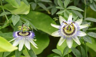unusual beautiful flowers