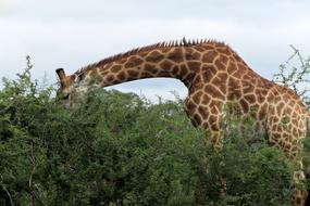 giraffe near a tree in the wild