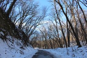 Trees Forest Landscape