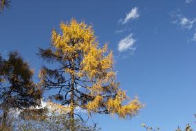 Autumn tall tree on a background of clouds
