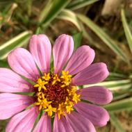 Flowers Garden Nature