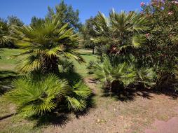 garden palms by the river