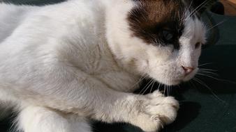 Cat Siamese