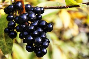 Rowanberries Berries Black