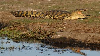 dangerous crocodile by the river