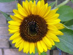 Sunflower Yellow Flower