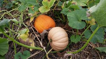 fresh pumpkins in the garden
