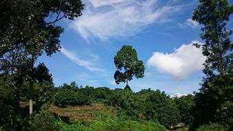 Tree Sky Land