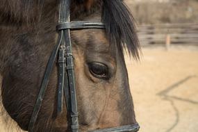 incredible Horse Eye