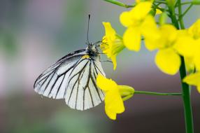 black and white butterfly on a yellow alpine flower