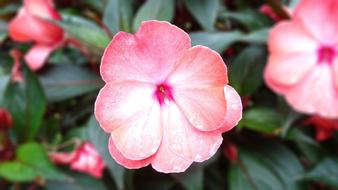 Flower Pink Flowers