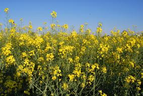 Flowers Field Germany Of