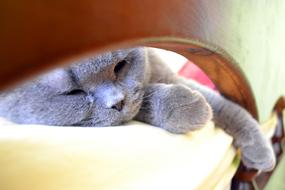 domestic cat in drowsiness
