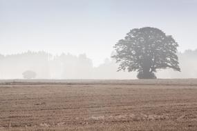 Tree Arable Field