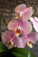Orchid Flower