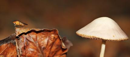 Mushroom Leaves in Forest