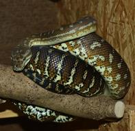 Close-up of the colorful and beautiful, patterned carpet python on the wood, in light