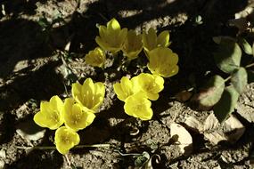 Crocus Flower Draw