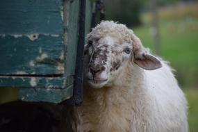 a sheep stands by a wooden cart