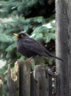 Close-up of the beautiful, black thrush bird on the wooden fence, near the green tree, in snow, in the winter