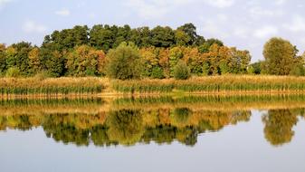 Landscape Mirroring Trees