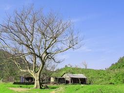 Field Cottage Landscape