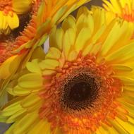 Sunflower Flower Yellow Summer