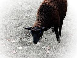 Beautiful and cute, brown and black, fluffy sheep, on the grass in black and white, gradient colors