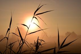 Sunrise Backlighting grass