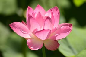 Water Lily Pink