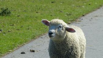 charming Lamb Sheep