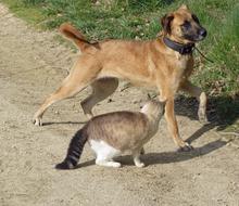 incredible Dog and Cat