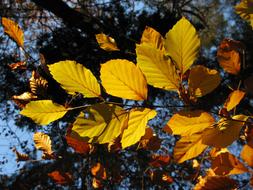 Beech Forest Fagus Sylvatica Sun