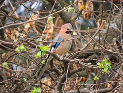 colored bird in the branches