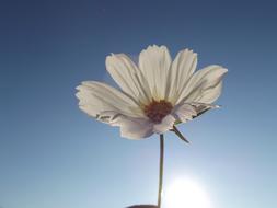 white Flower Spring