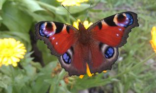 Peacock Butterfly Inachis Io