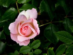 Rose Blossom Bloom